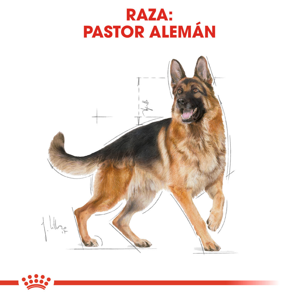 Royal Canin Pastor Alemán Adult 11 kg Pienso para Perros de Raza al mejor precio -Todoanimal.es