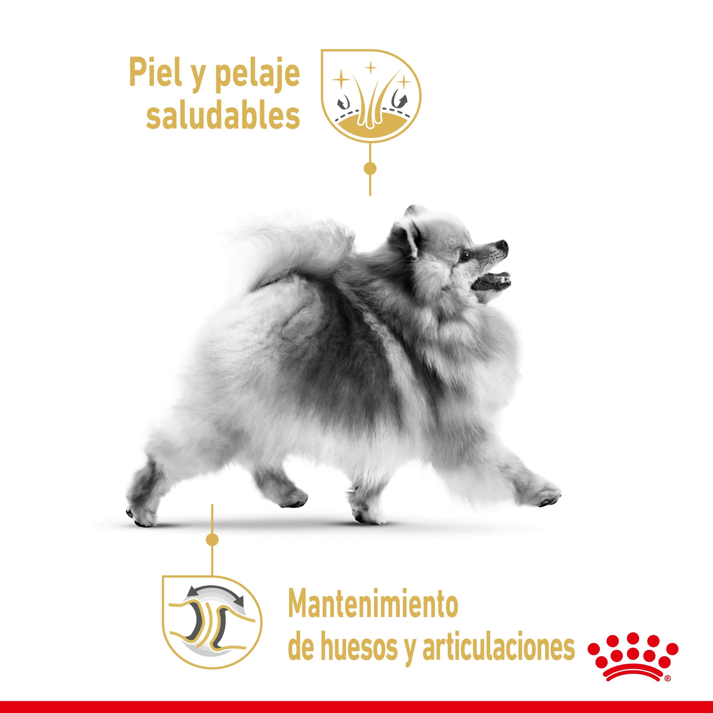 Royal Canin Pomerania Adulto Pienso para Perros de Raza al mejor precio -Todoanimal.es