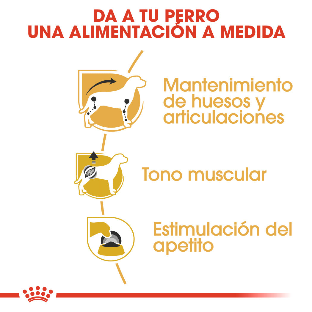 Royal Canin Teckel Dachshund Paté 85 g Comida Húmeda para Perros Salchicha al mejor precio -Todoanimal.es