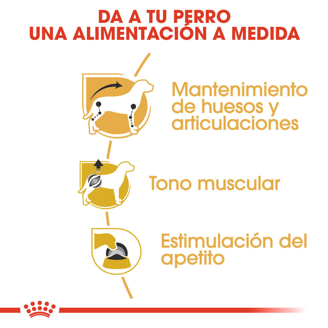 Royal Canin Teckel Dachshund Paté 85 g Comida Húmeda para Perros Salchicha al mejor precio -Todoanimal.es