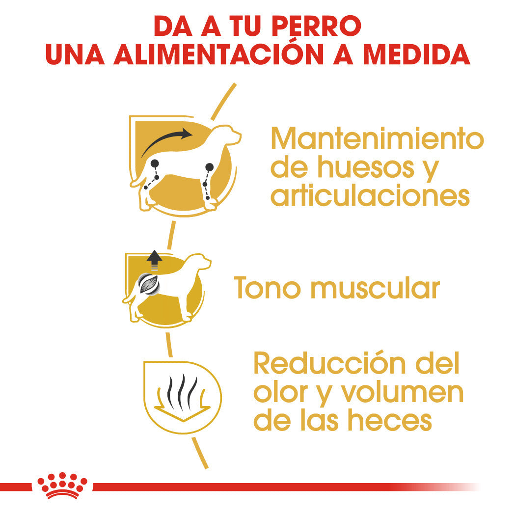 Royal Canin Teckel Dachsund Adulto Pienso para Perros de Raza al mejor precio -Todoanimal.es