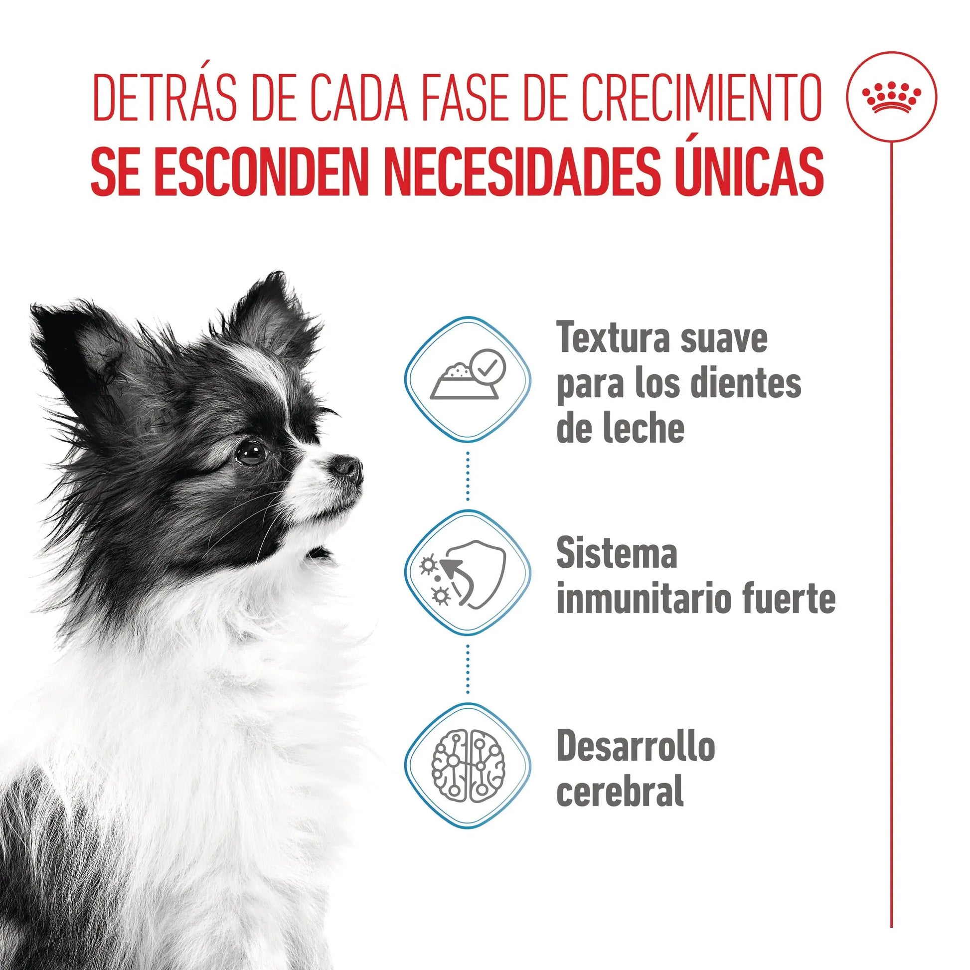 Royal Canin X-Small Puppy 85 g Alimento Húmedo para Cachorros al mejor precio -Todoanimal.es