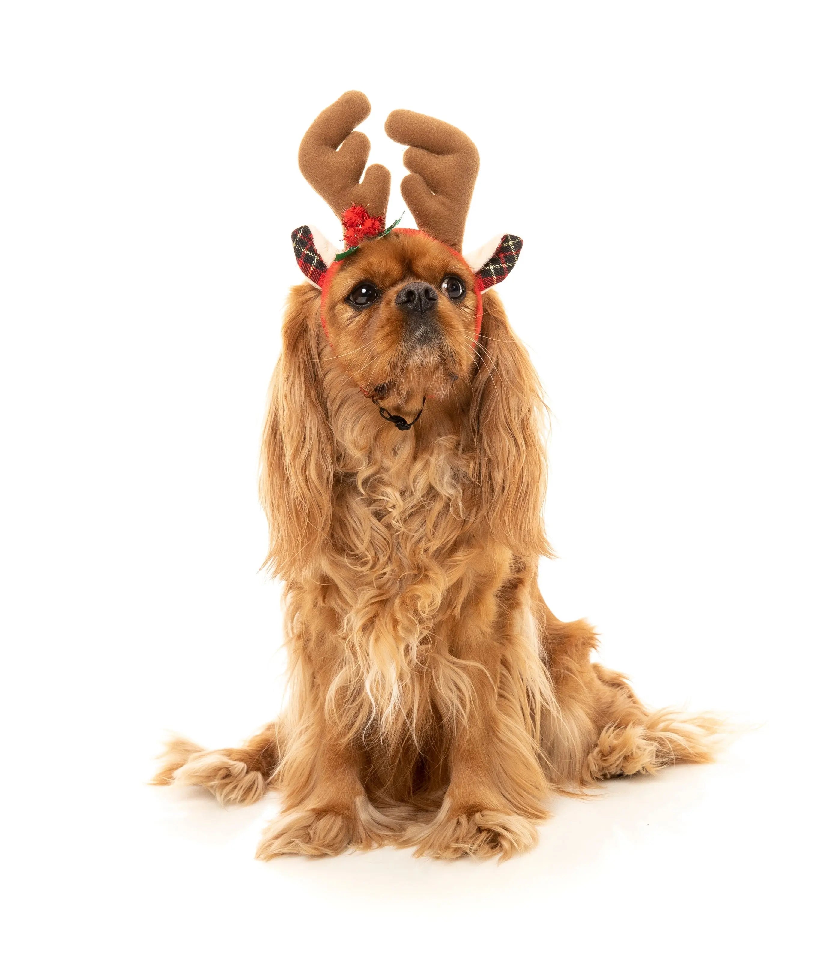 Fuzzyard Accesorio Navidad Dog Reno Talla L/Xl - Precios Más Baratos - Todoanimal