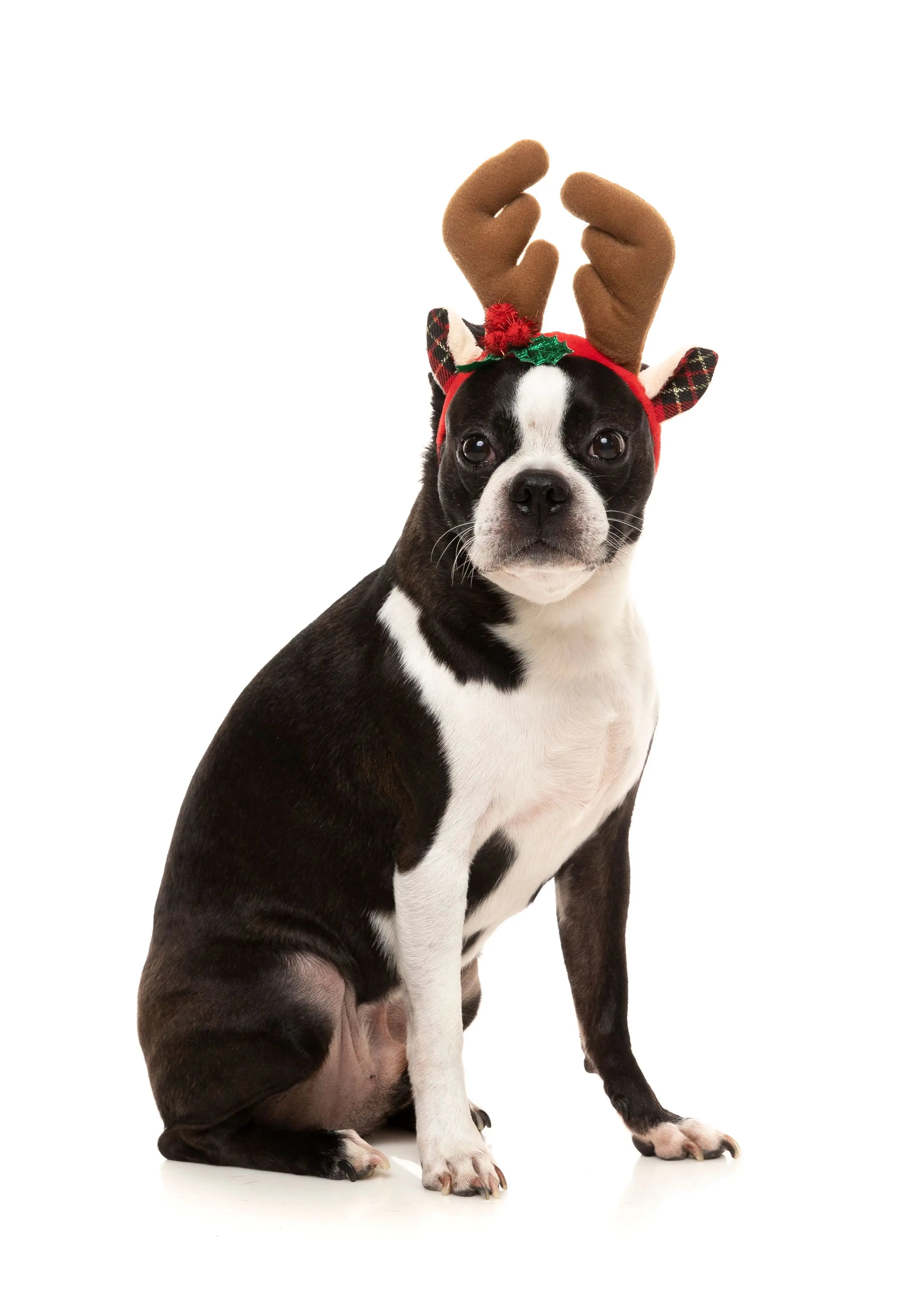 Fuzzyard Accesorio Navidad Dog Reno Talla L/Xl - Precios Más Baratos - Todoanimal
