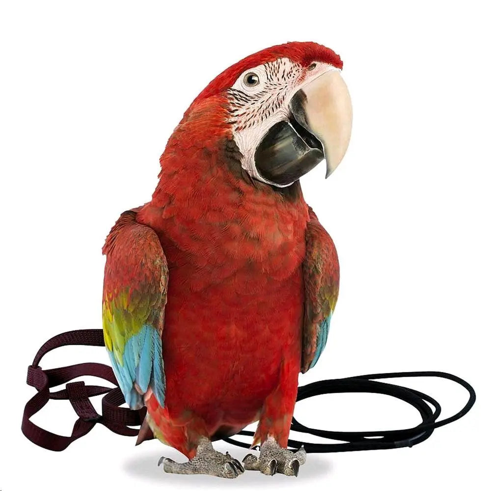 Pack 3 mosquetones pequeños - Cool Parrots