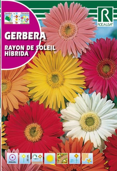 GERBERA RAYON DE SOLEIL HIBRIDA