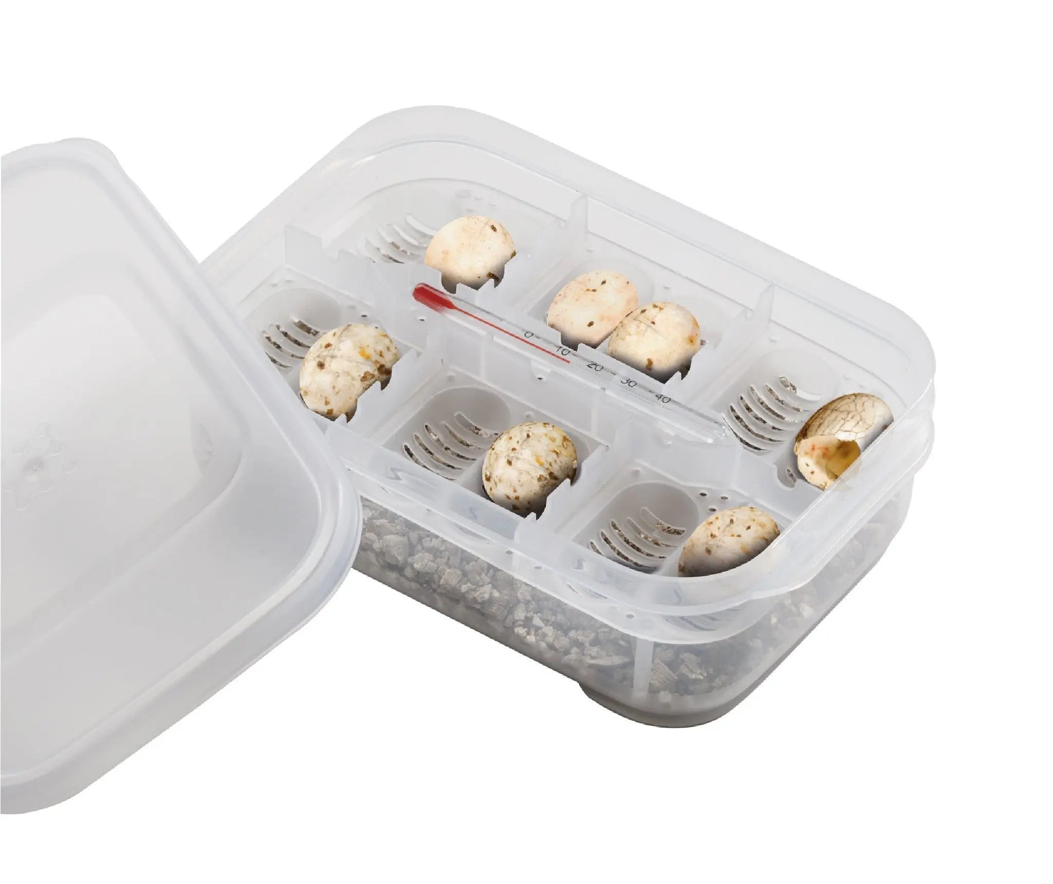 Exo Terra Box de Incubación